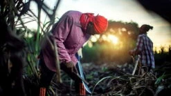 Renegade Can Rum - Pre-Cask New Bacolet Pot Still 50%vol. 0,7l -BULLDOG Verkäufe unnamed26JO3oxniEvzgYZJYNaGjmeXZQhc 1280x1280